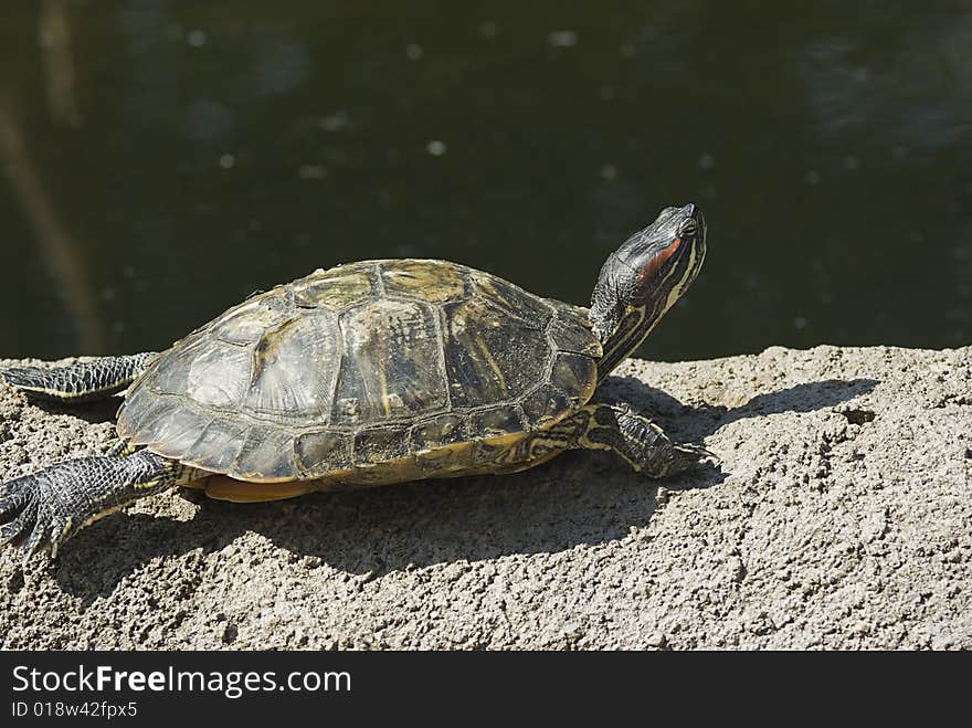 Greet turtle in the sun