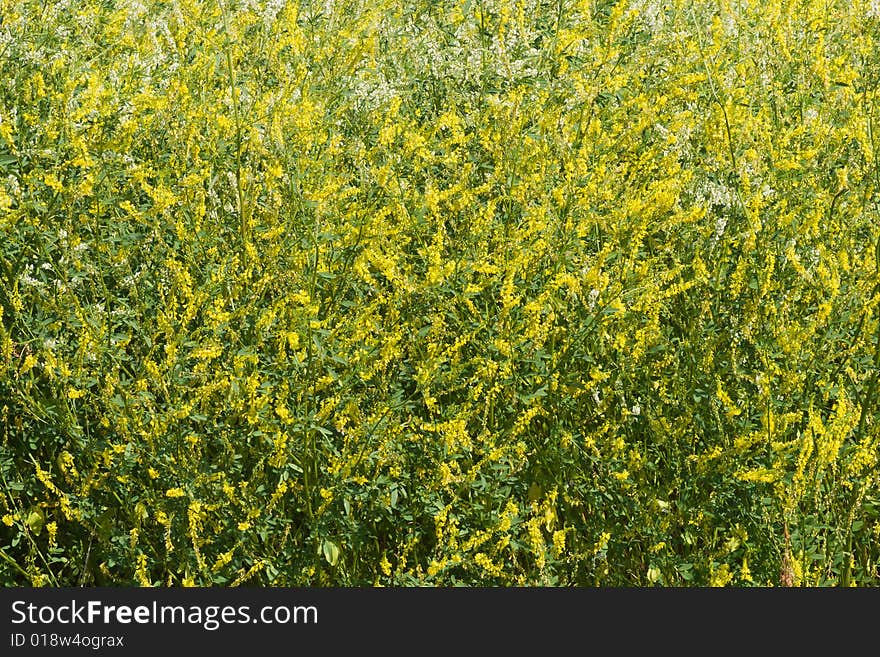 Grass with small yellow flowers. Grass with small yellow flowers