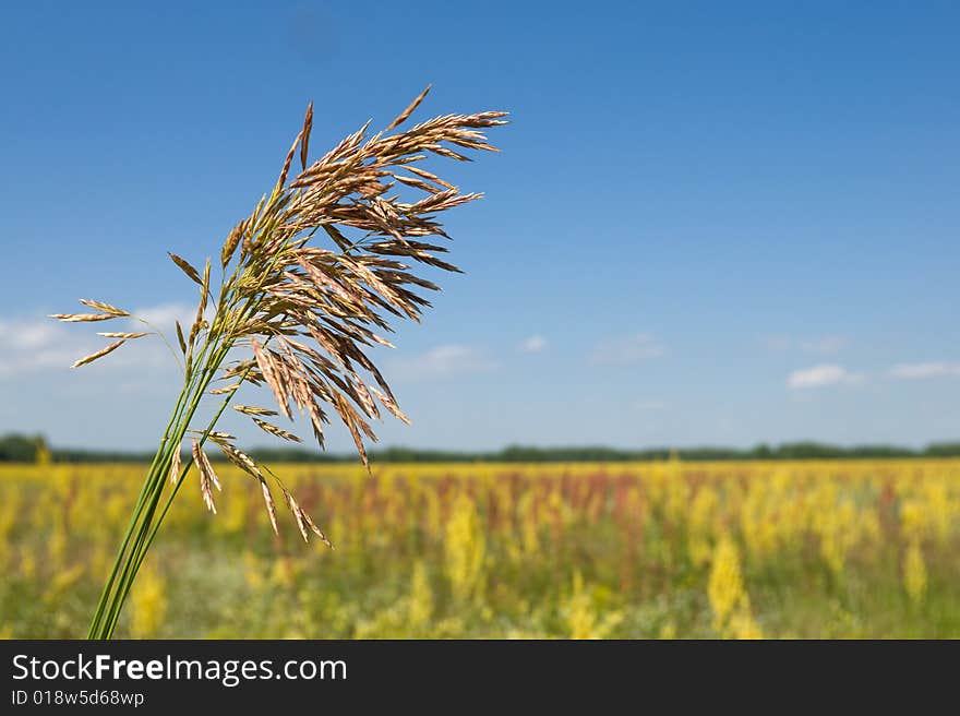 Grass ear