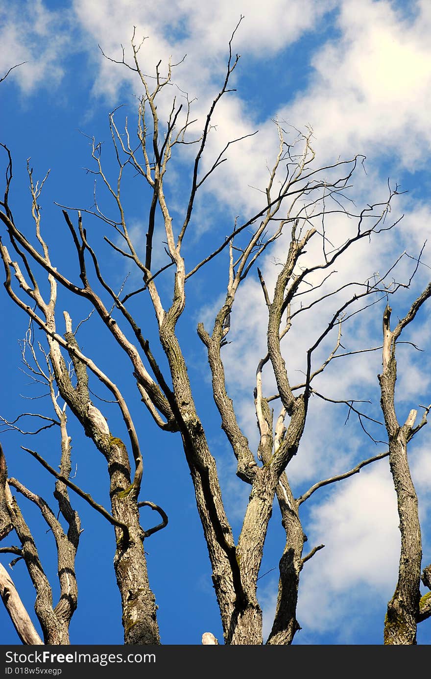 The Slovak Republic 2008 - Tree and blue sky