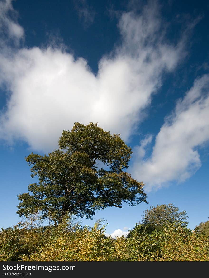 A lone tree with a beautiful sky. A lone tree with a beautiful sky