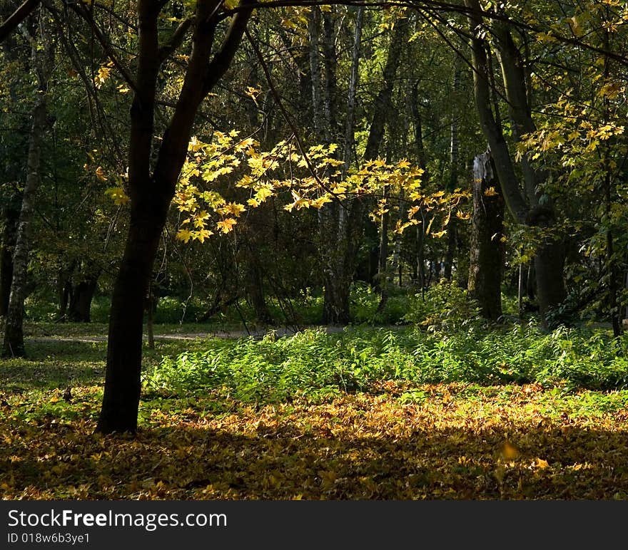 Woods shined with sun beams