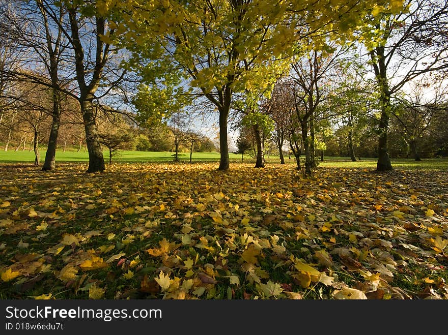 Leaves On The Ground