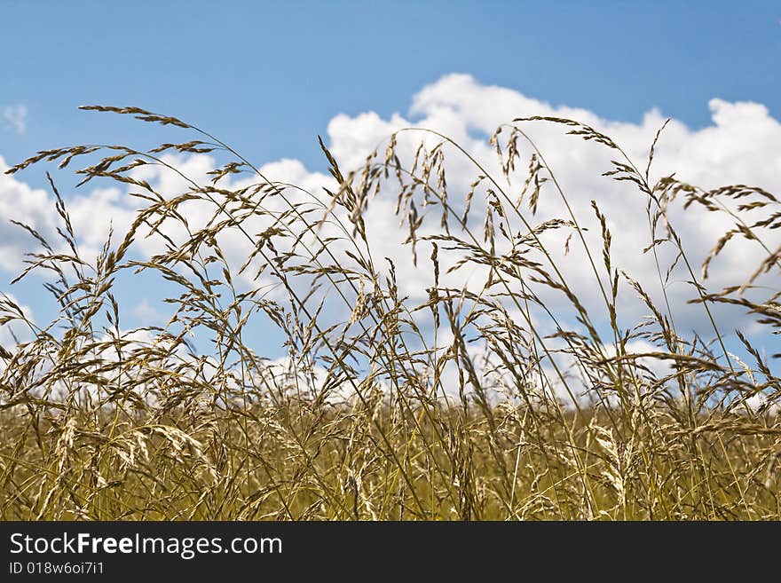 Field and sky