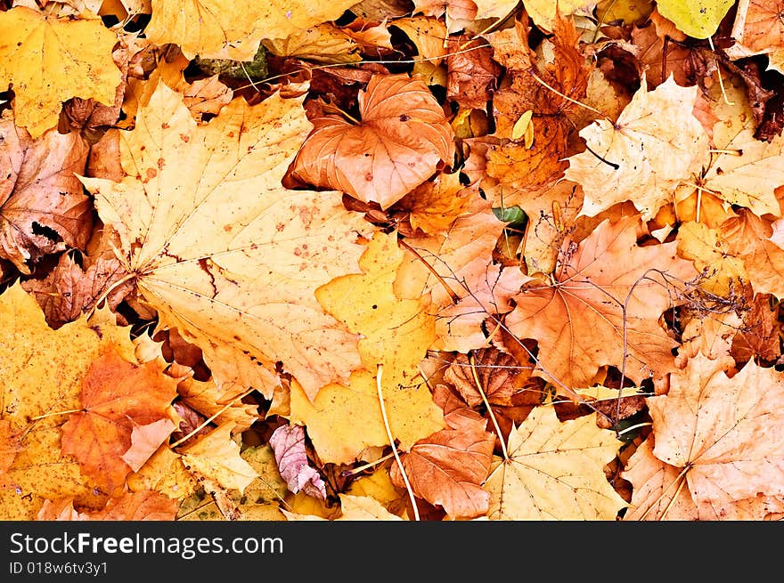 Autumn Fallen Leaves Background