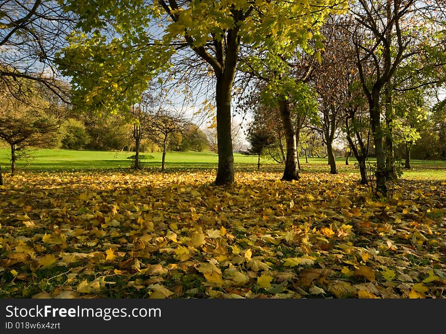 Leaves on the ground