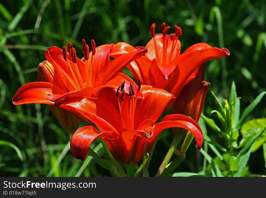 Flowering Day Lilly Indy Zoo