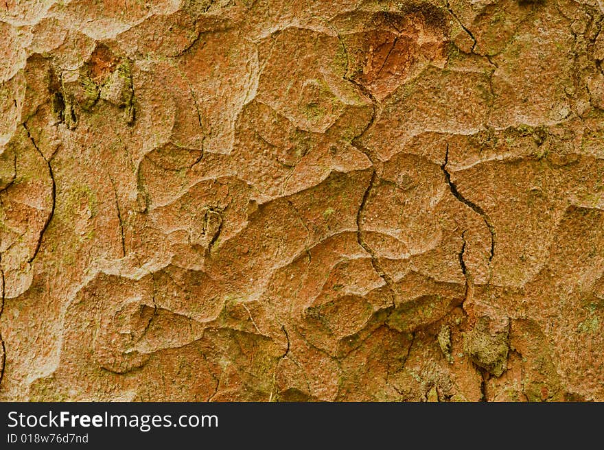 A close up of tree bark being used as a backdrop.