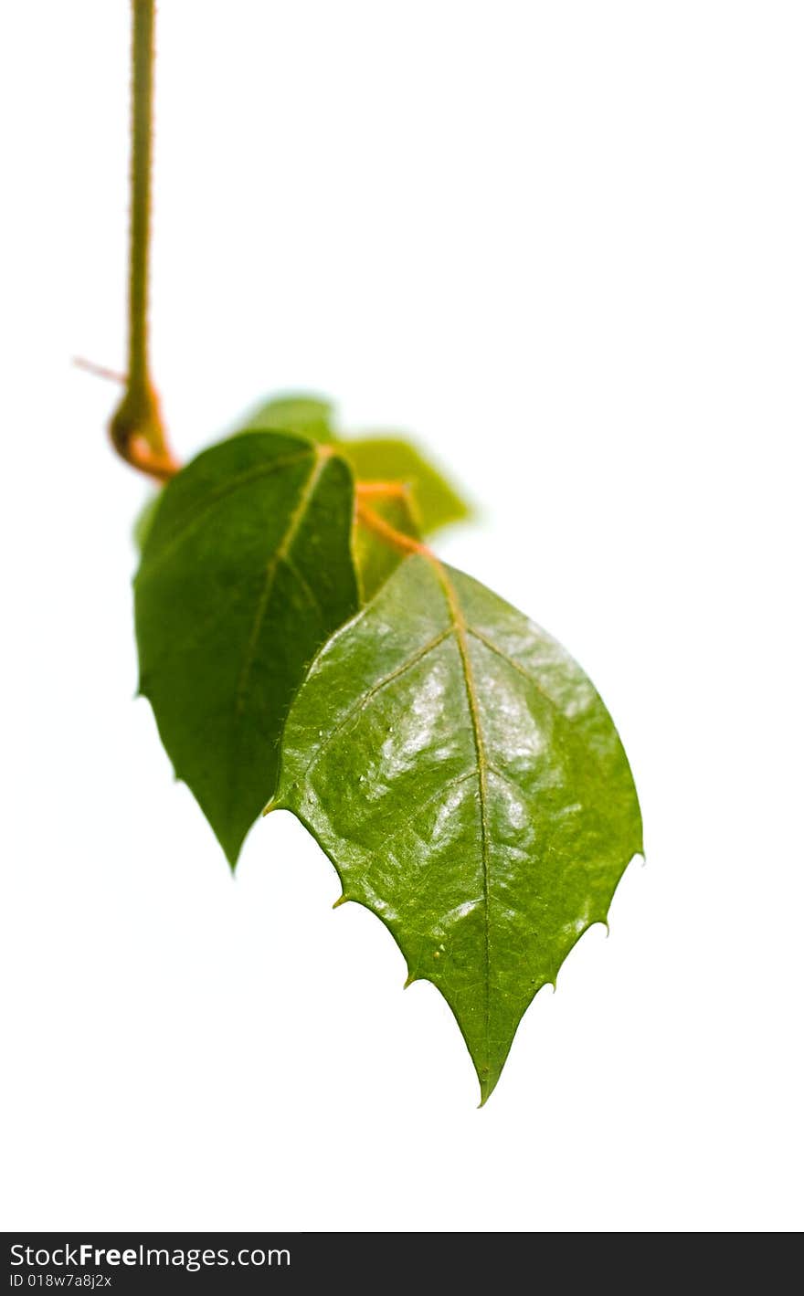 Branch with leaves