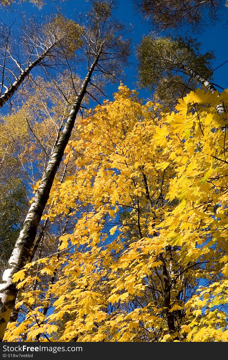 Yellow leaves of a maple against the dark blue sky