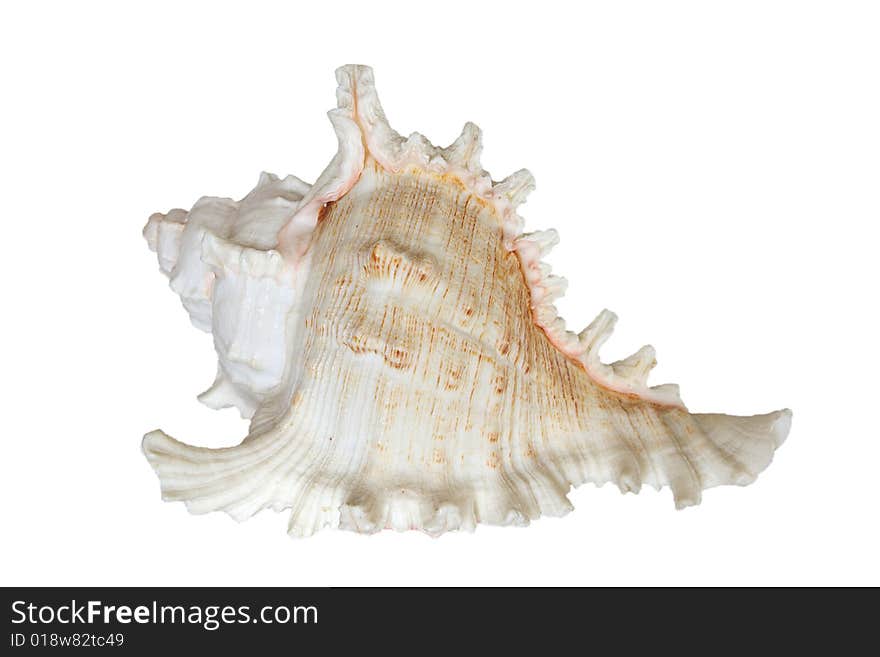 Light sea shell