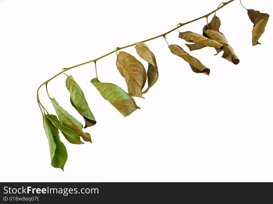 Branch with leafs in autumn isolated on white