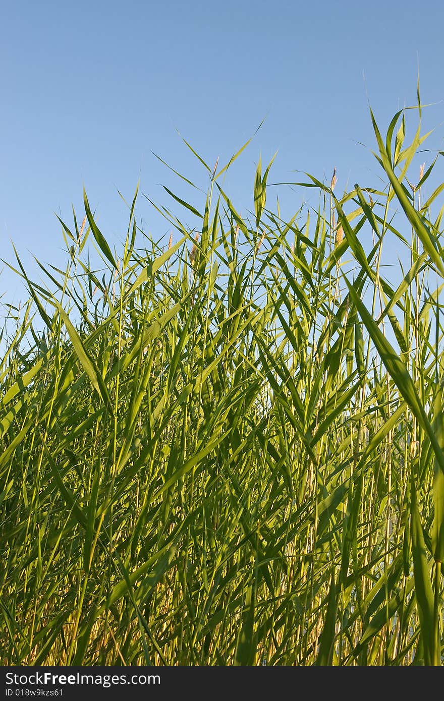 Reed stems on the blue sky. Reed stems on the blue sky