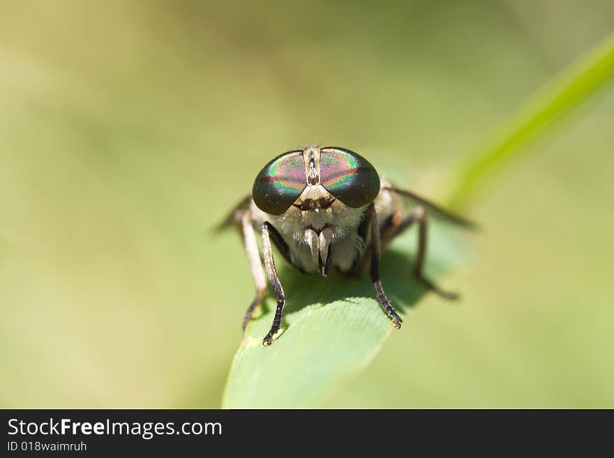 Macro shot of gadfly on dandelion