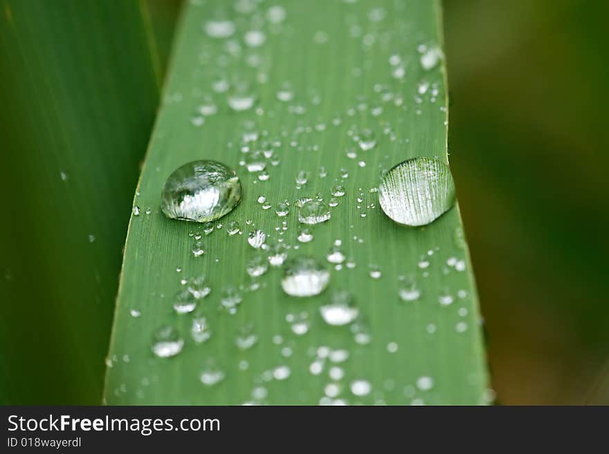 Rain drops on grass leaf. Rain drops on grass leaf