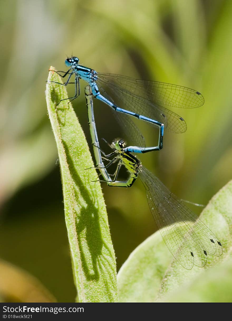 Two mating damselflies in early spring