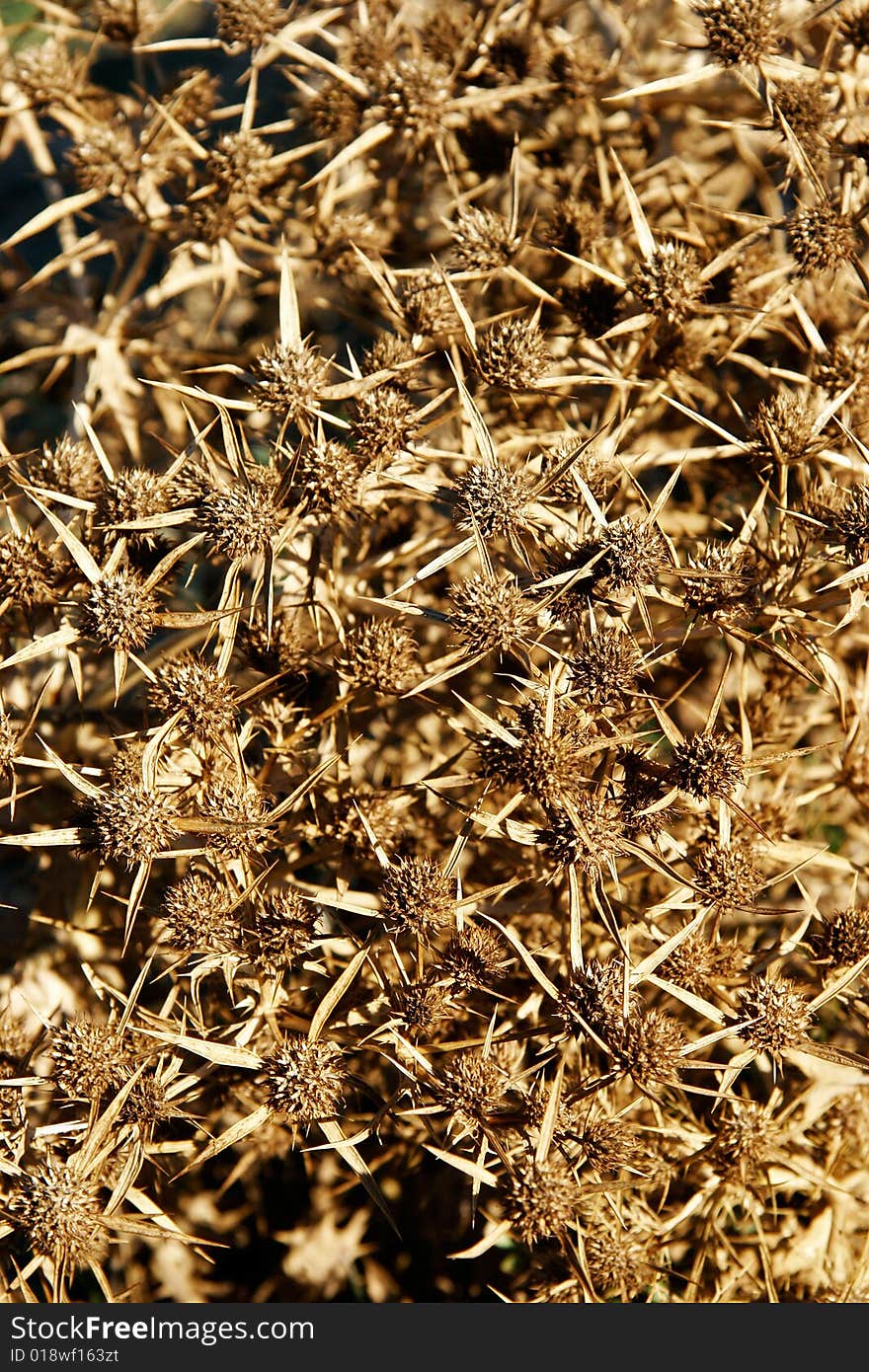 Rusty thorns background, close up shot