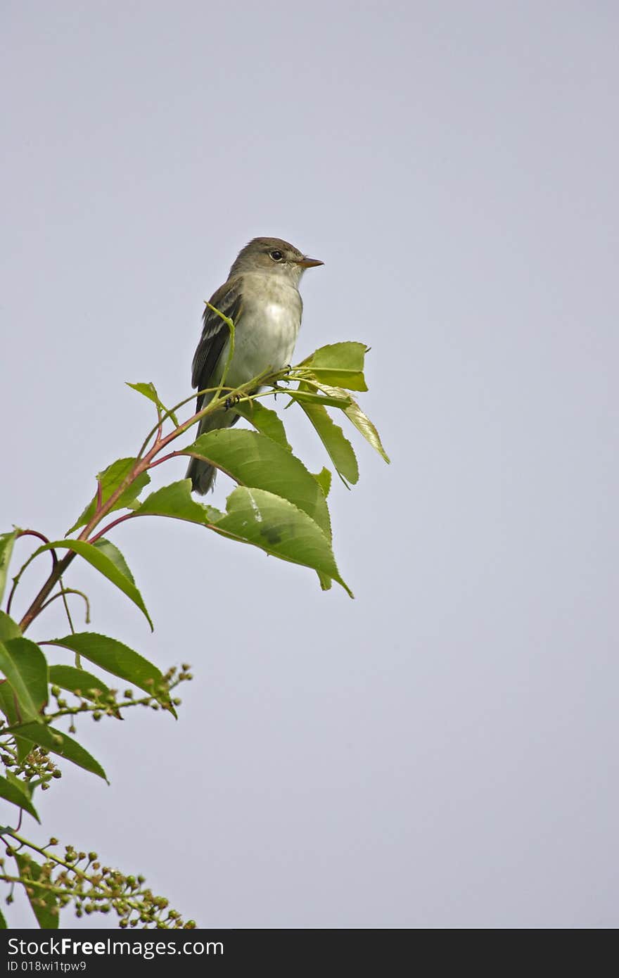 Eastern Willow Flycatcher