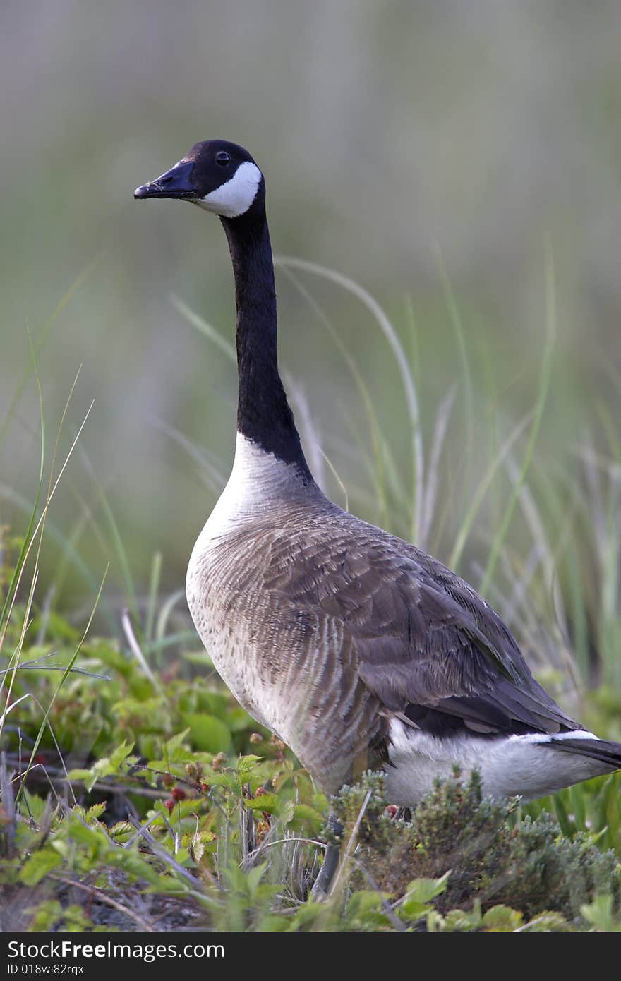 Canada Goose (Branta canadensis canadensis)