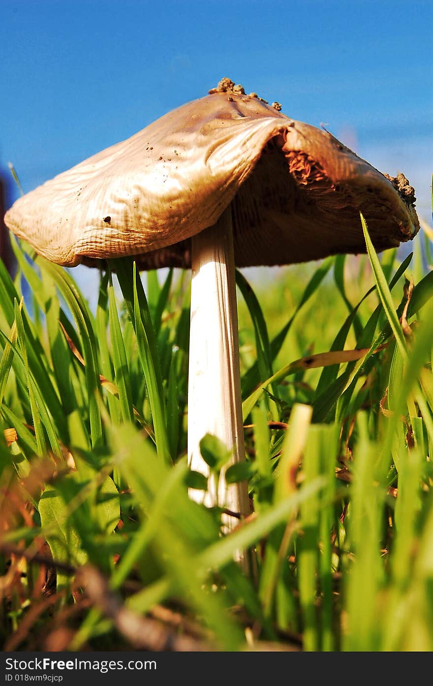 Wild single mushroom growing on a field