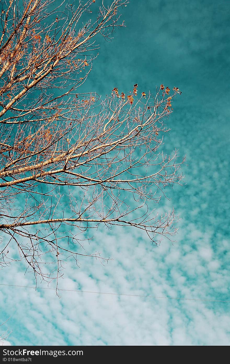 Rusty tree with autumn sky