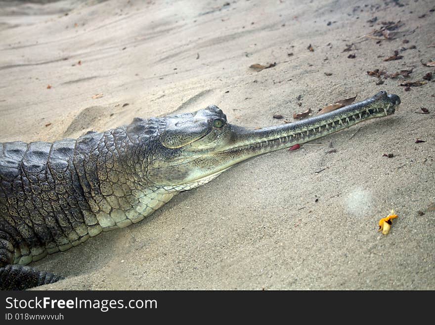 Alligator Snout on the beach