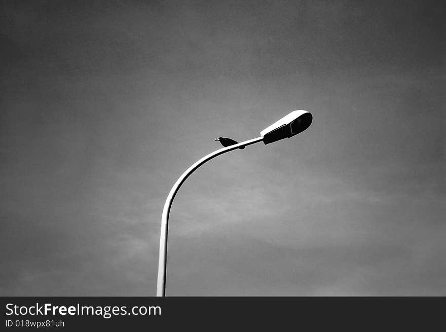 Crow resting on a street light