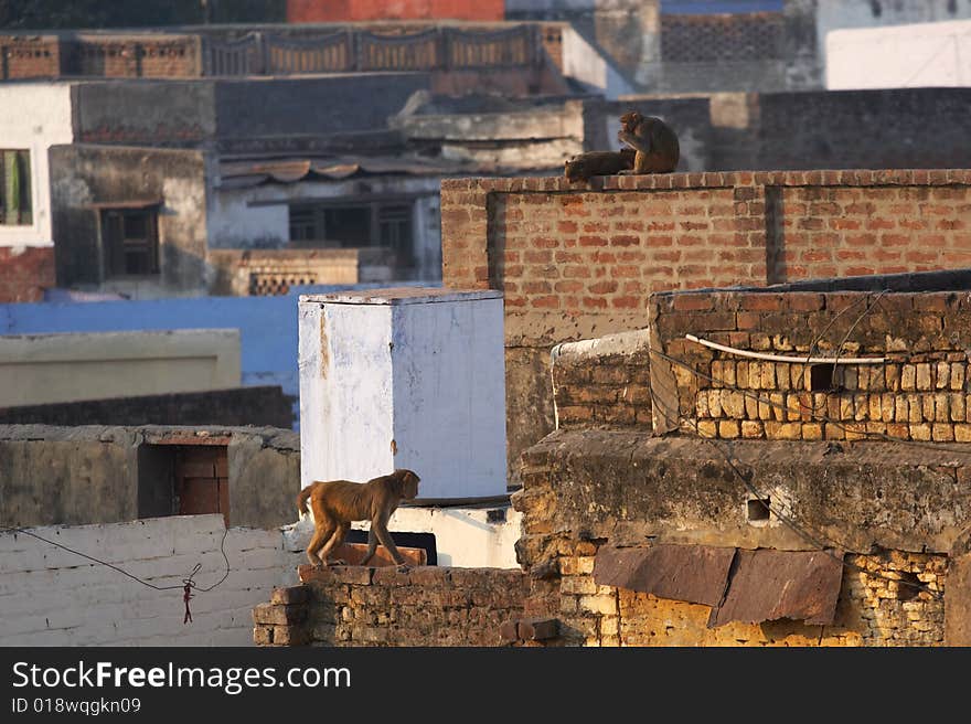 Agra: monkey on the wall