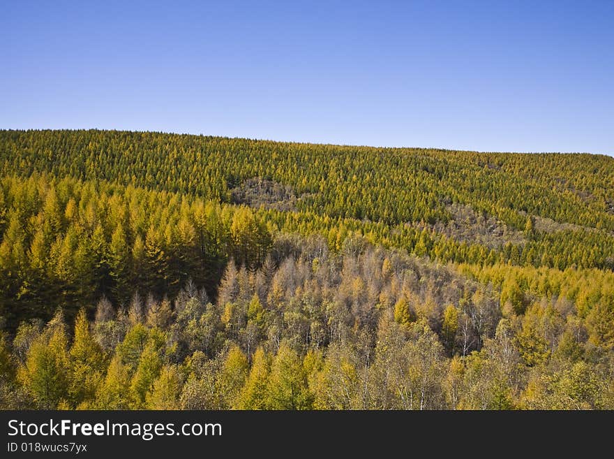 forest in autumn