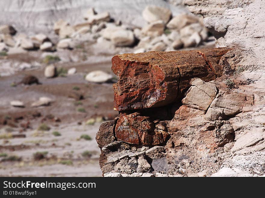 Petrified Wood at Petrified Forest NP, Arizona