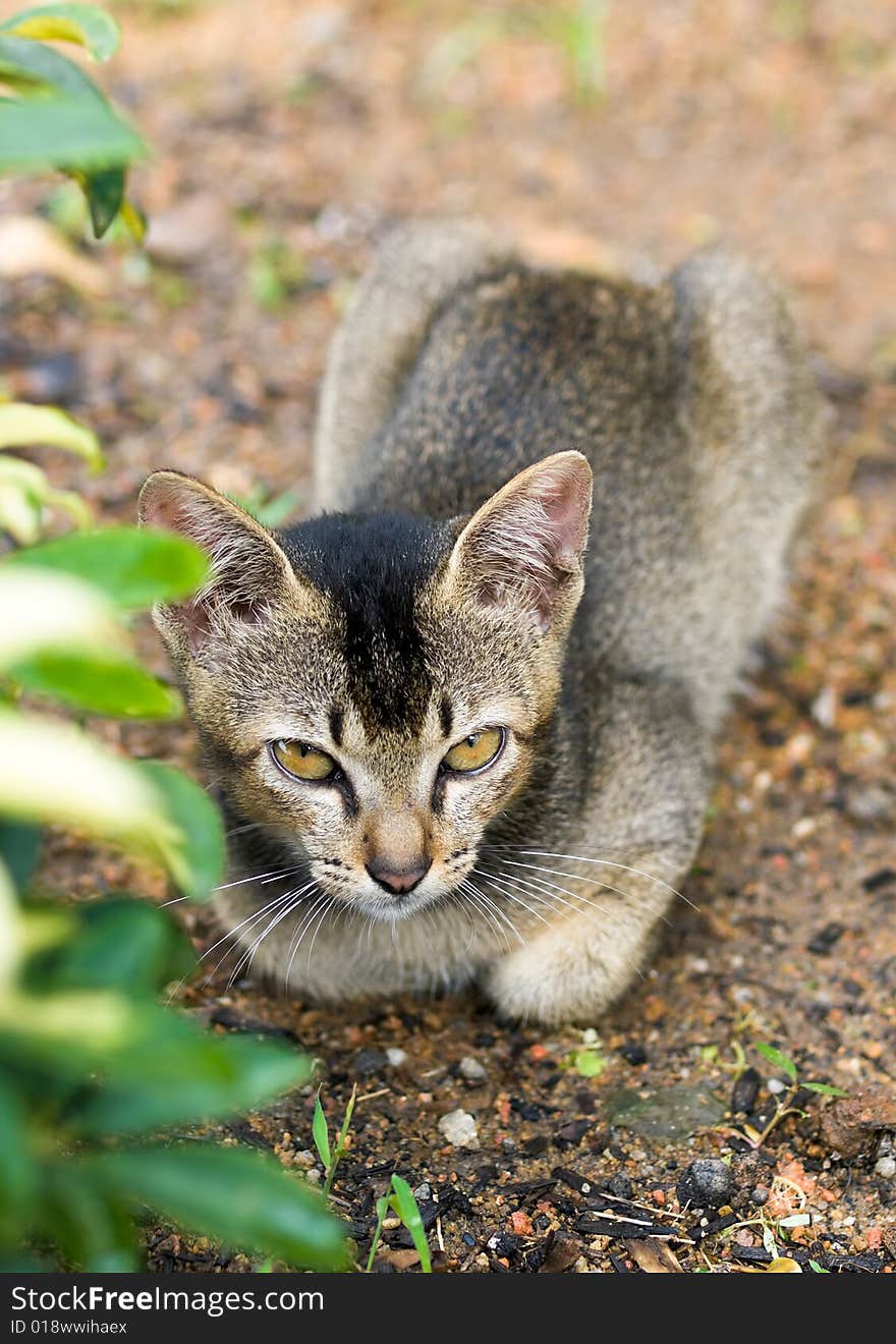 Stray kitten crouching behind bush and looking at photographer unafraid and with haughty eyes. Stray kitten crouching behind bush and looking at photographer unafraid and with haughty eyes