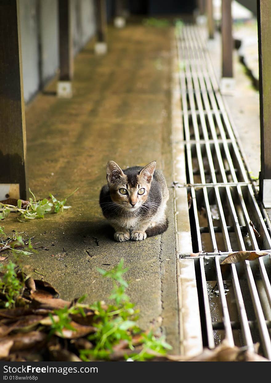 Stray kitten crouching under a house built on stilts. Stray kitten crouching under a house built on stilts