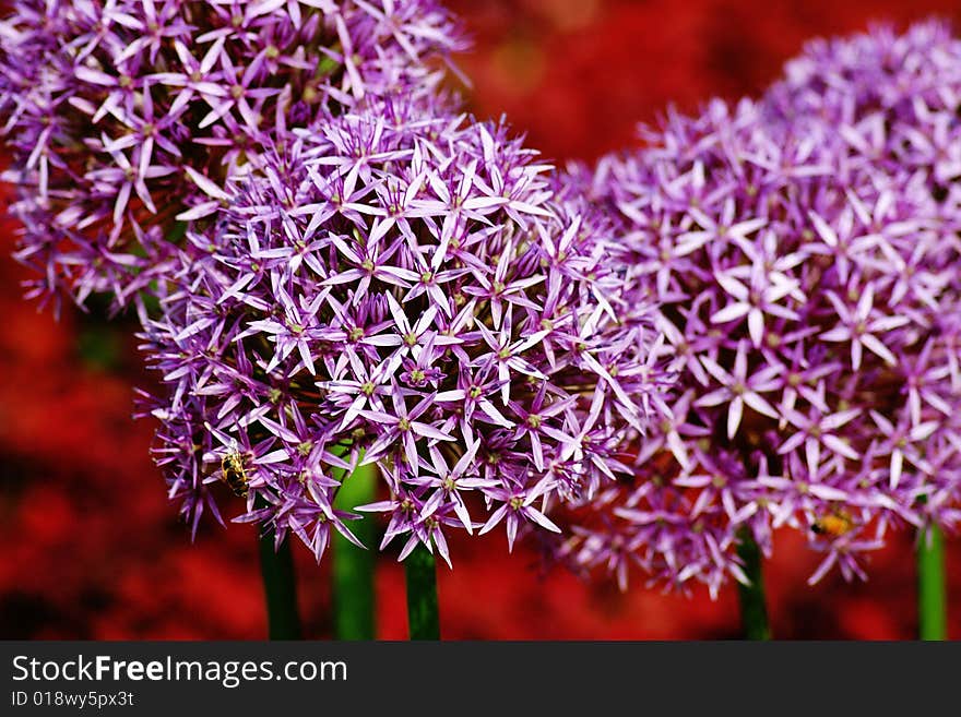 Giant allium flower heads on a deep red background. Giant allium flower heads on a deep red background