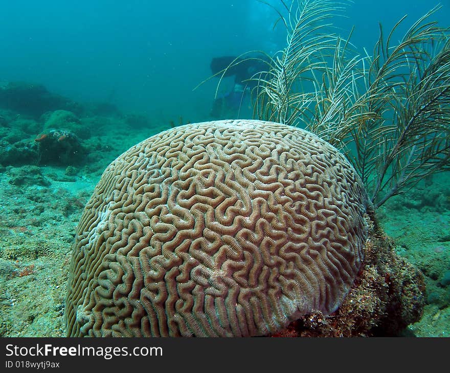 Brain coral with a unique design. This image was taken in south, Florida.