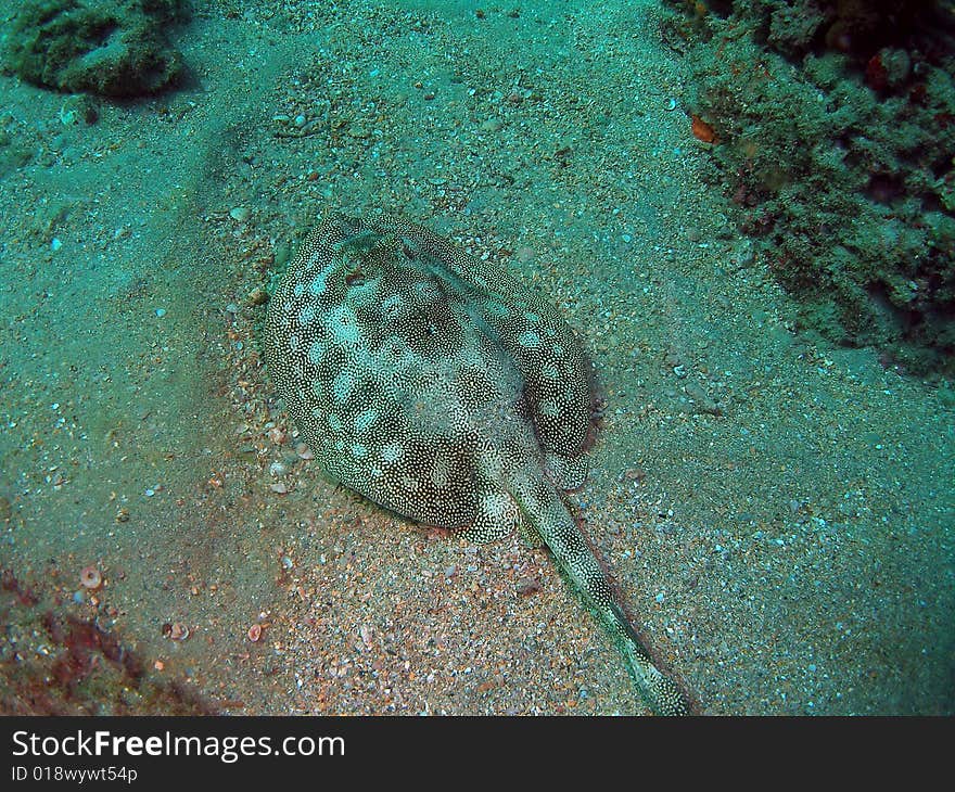 This yellow stingray was taken at 12th street in Ft lauderdale, Florida They are yellowish brown will change colors if needed. very common in Florida. it's habitat is the sandy areas around reefs.