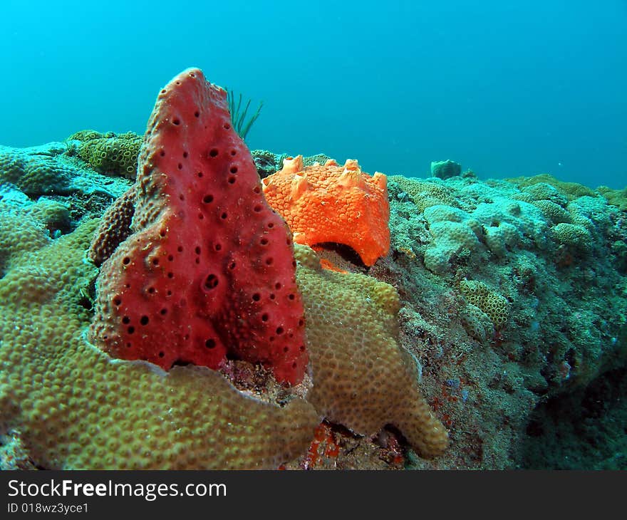 This red and orange coral was taken about 16 feet in Pompano beach, Florida. This red and orange coral was taken about 16 feet in Pompano beach, Florida