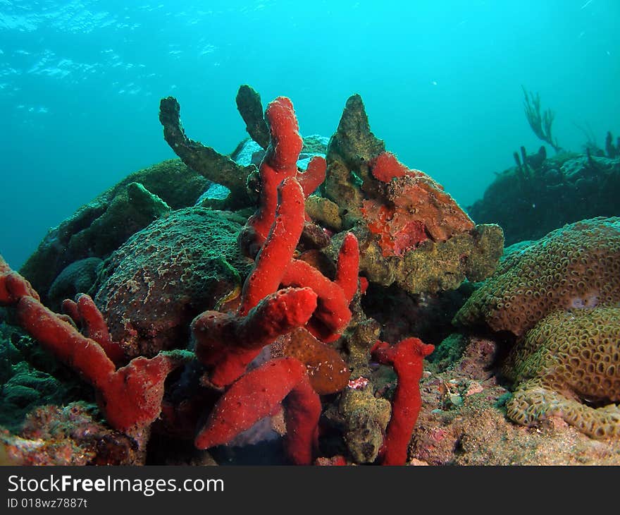 This red and brown coral was taken about 16 feet in Pompano beach, Florida. This red and brown coral was taken about 16 feet in Pompano beach, Florida