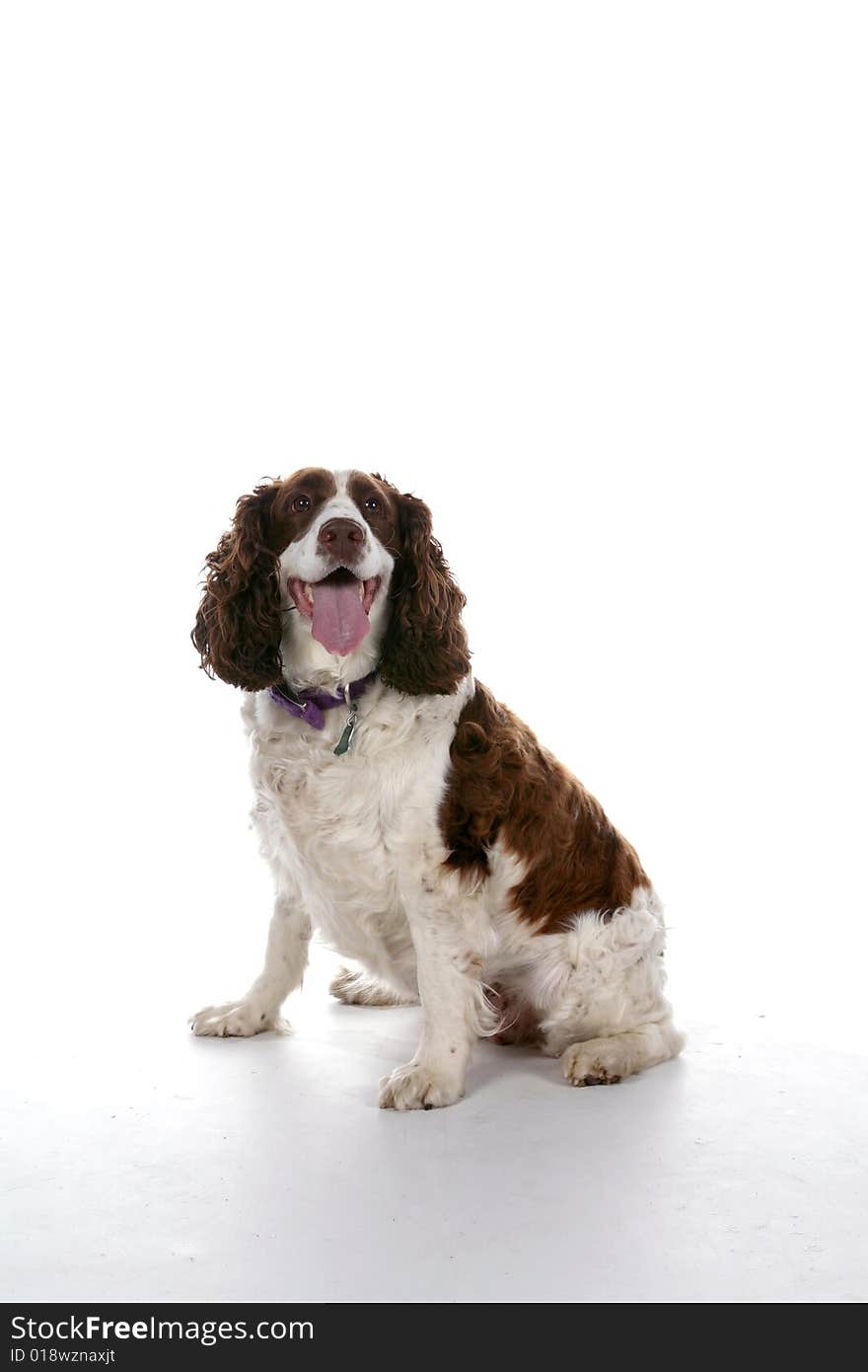 Mixed breed dog with tongue hanging out