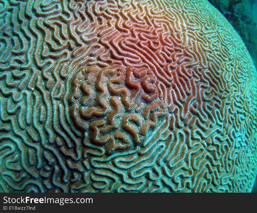 Brain coral with a unique design. This image was taken in Pompano Beach, Florida.