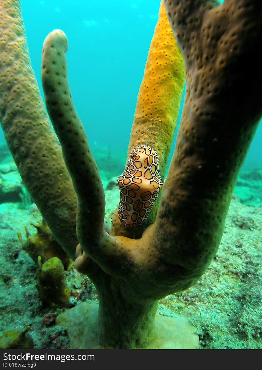 This is a close up of s flamingo tongue where it was taken off the beach in Pompano beach, Florida