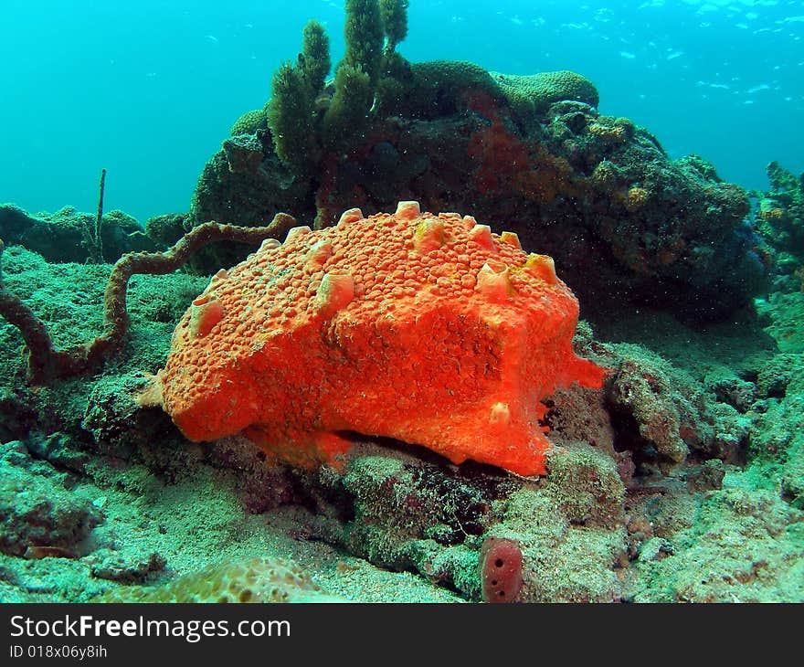 This orange coral was taken about 20 feet in Pompano beach, Florida. This orange coral was taken about 20 feet in Pompano beach, Florida