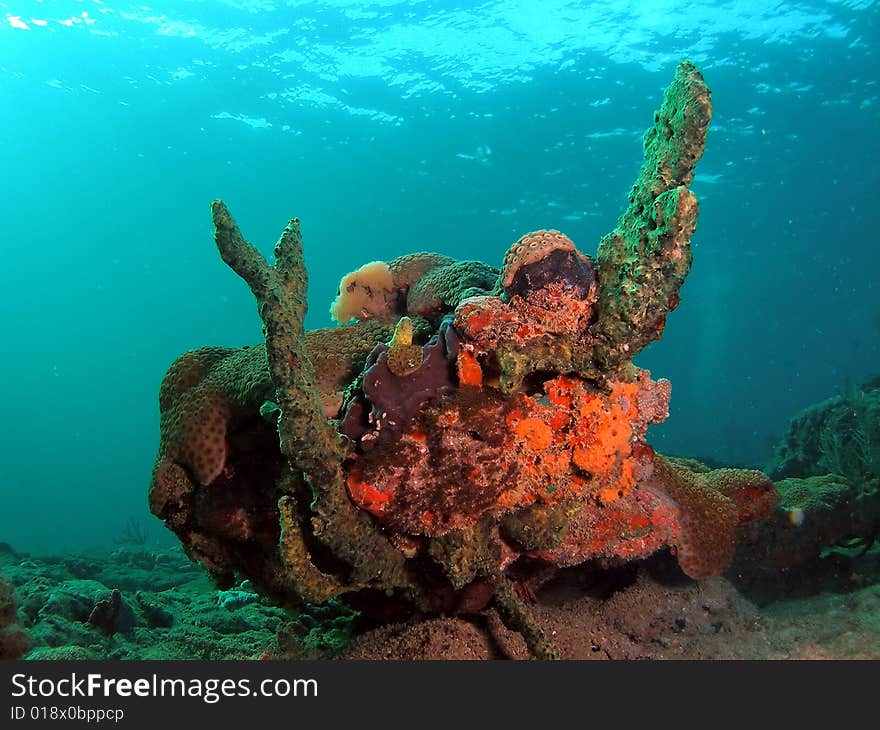 This coral was taken about 20 feet in Pompano beach, Florida. This coral was taken about 20 feet in Pompano beach, Florida