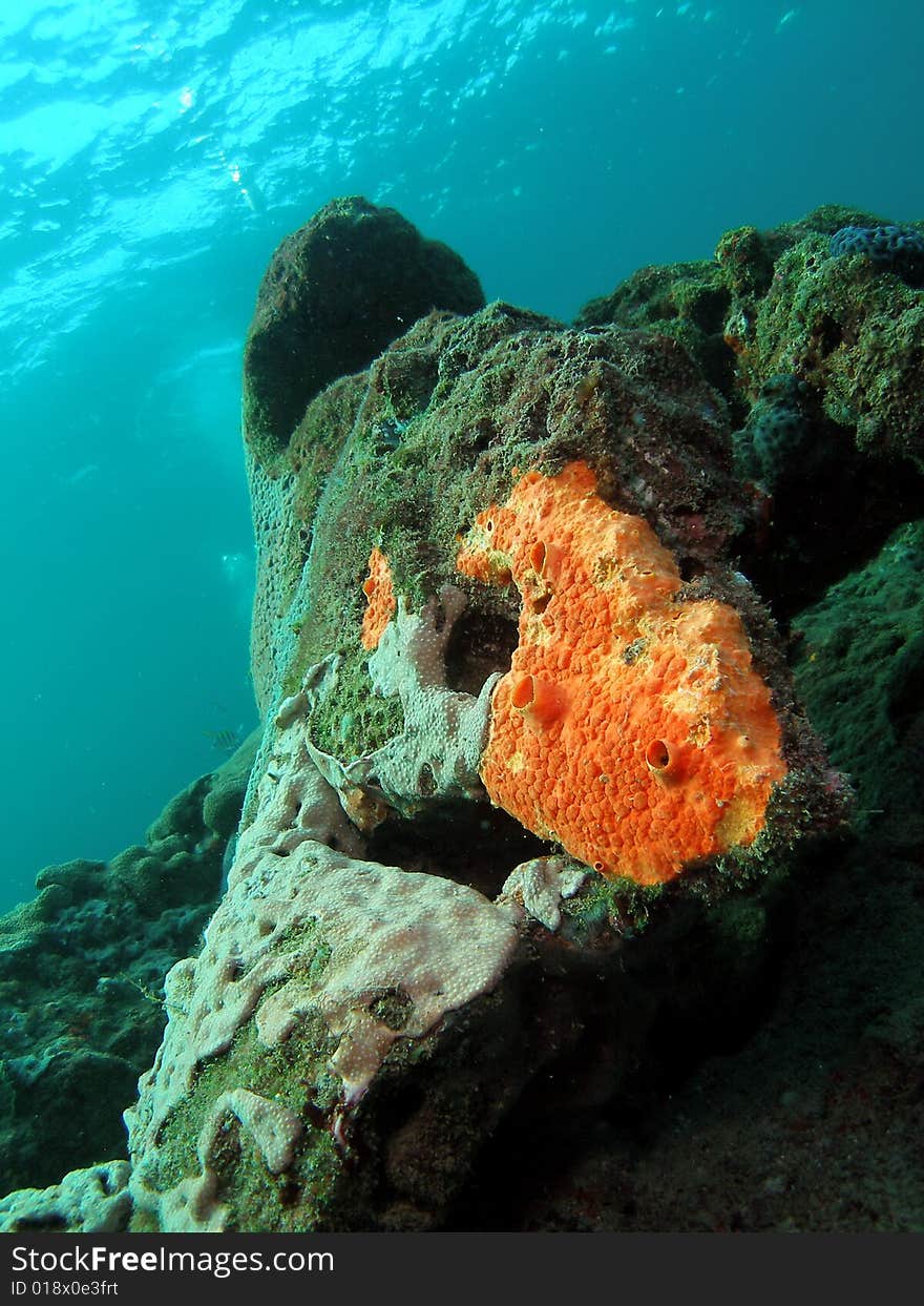 This coral was taken about 20 feet in Pompano beach, Florida. This coral was taken about 20 feet in Pompano beach, Florida