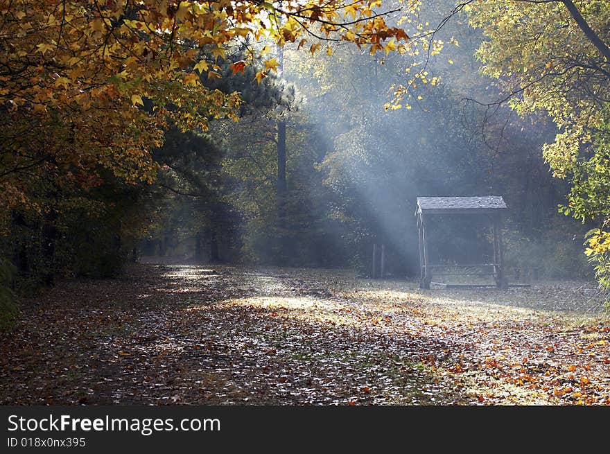 A picture of sunlight falling on a fall trail. A picture of sunlight falling on a fall trail