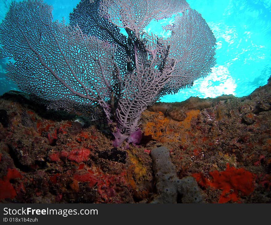 This is healthy fan coral and was taken about 15 feet in South Florida