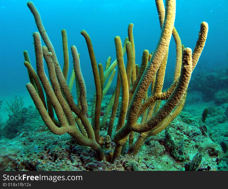 This sea rod was taken off the beach in Pompano beach, Florida