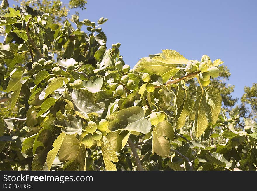 Figs growing in an  orchard in California. Figs growing in an  orchard in California