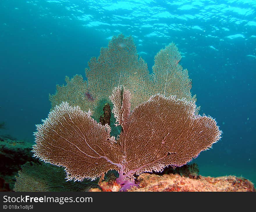 This is healthy and damanged fan coral and was taken about 15 feet in South Florida