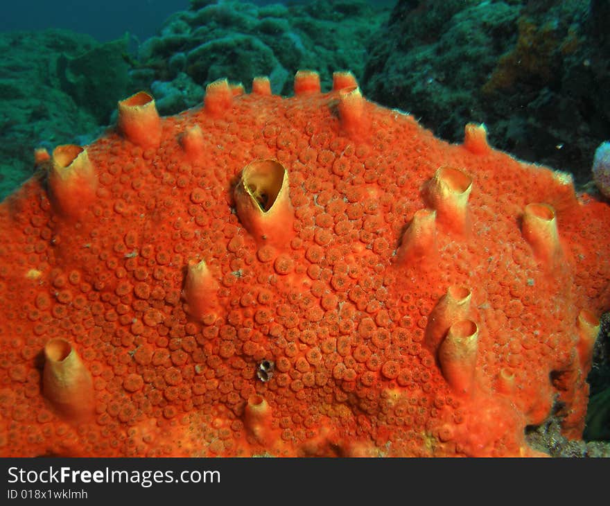 Red Orange Boring Sponge appears to encrust, but actually bores into coral heads. Numerous low warts-like spots on the surface.This mound was taken off the coast of Pompano Beach, Florida in 20 feet of water.