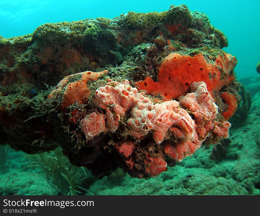 This coral was taken in 20 feet of water in Pompano beach, Florida. This coral was taken in 20 feet of water in Pompano beach, Florida